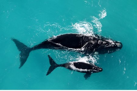 Southern right whale cow and calf pair showing the callosity patterns on the animal’s heads that are used for individual identification.